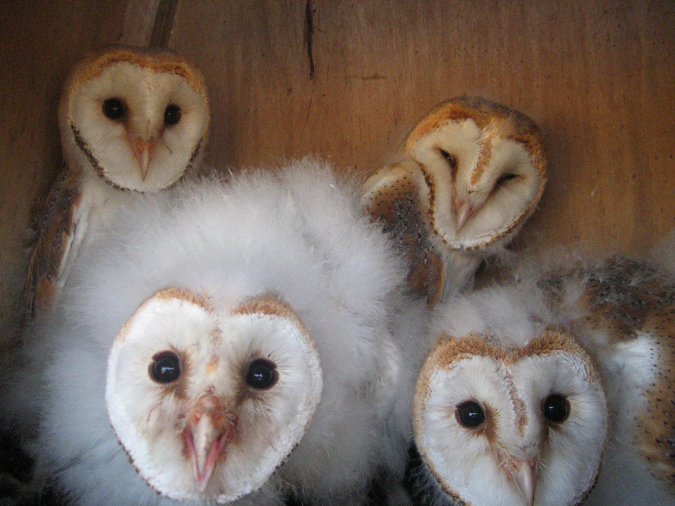 Shropshire Barn Owl Group
